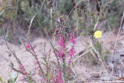 Epacris impressa, photographed by Rod Lowther