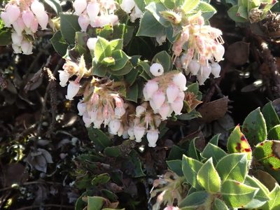 Arctostaphylos imbricata, photographed by joergmlpts