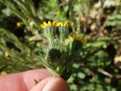 Layia hieracioides, photographed by joergmlpts