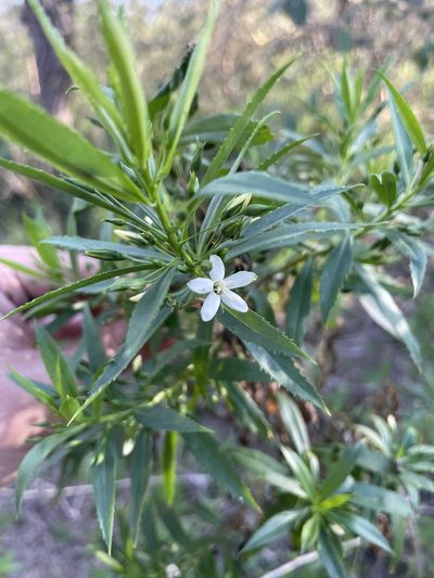 Capraria mexicana, photographed by Evelyn Lazzaretti 🏳️‍⚧️