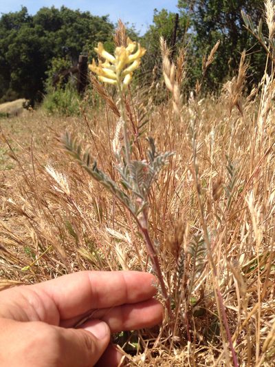 Astragalus asymmetricus, photographed by Ken-ichi Ueda