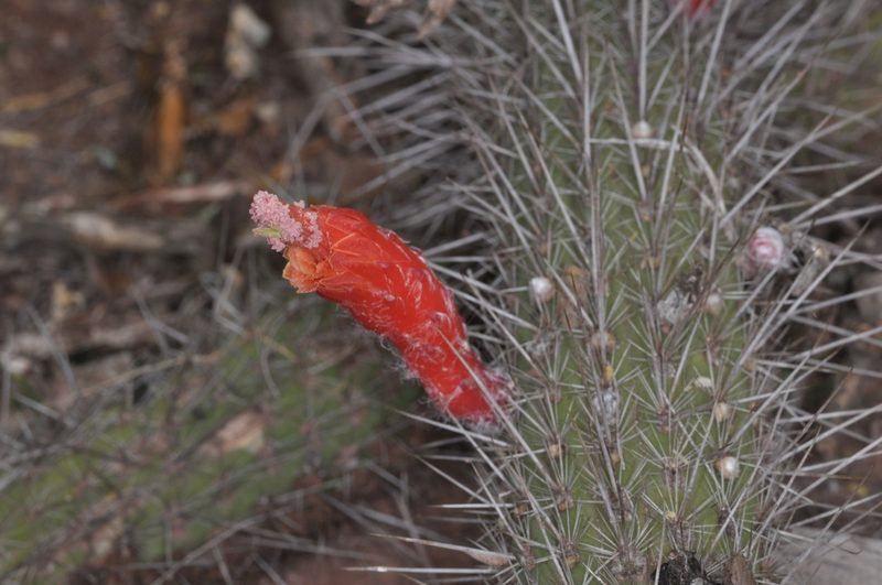 Cleistocactus baumannii, photographed by aacocucci