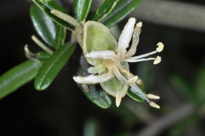 Morisonia atamisquea, photographed by aacocucci