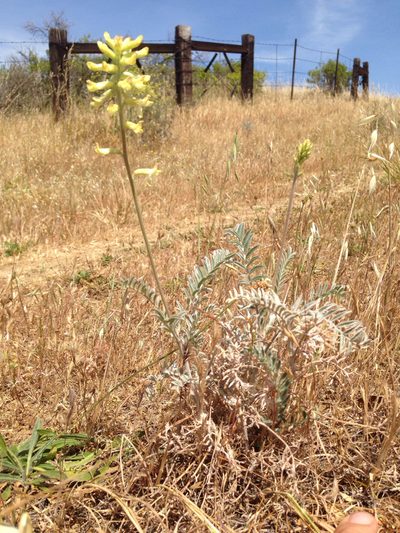 Astragalus asymmetricus, photographed by Ken-ichi Ueda