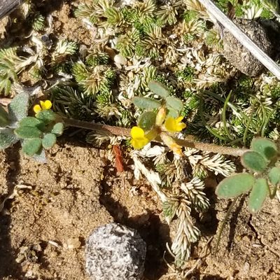 Acmispon micranthus, photographed by James C. Davis