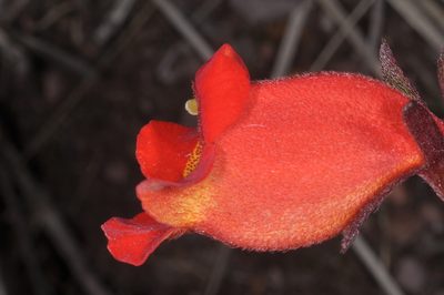 Seemannia nematanthodes, photographed by aacocucci