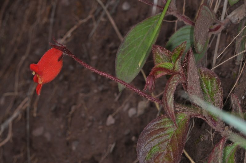 Seemannia nematanthodes, photographed by aacocucci
