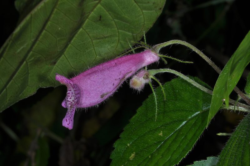 Seemannia gymnostoma, photographed by aacocucci