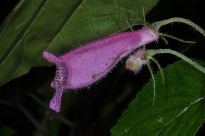 Seemannia gymnostoma, photographed by aacocucci