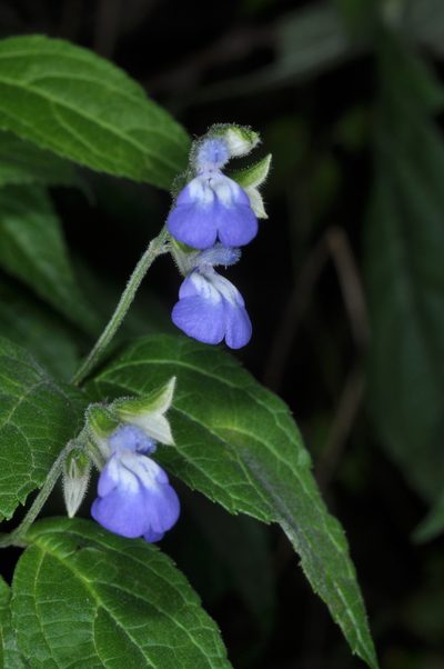 Salvia rypara, photographed by aacocucci