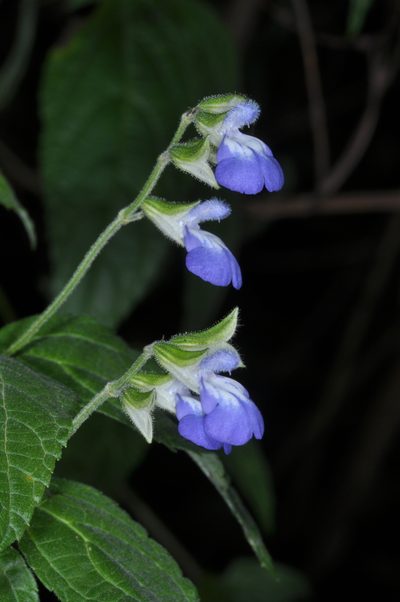 Salvia rypara, photographed by aacocucci