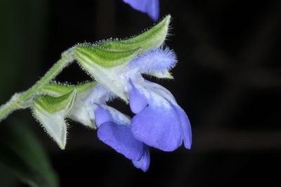Salvia rypara, photographed by aacocucci