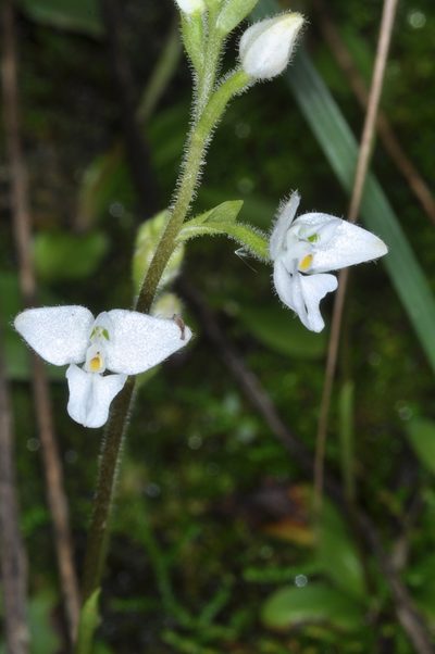 Ponthieva mandonii, photographed by aacocucci