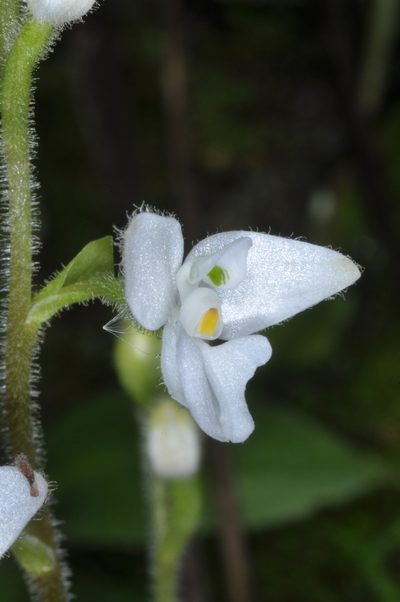 Ponthieva mandonii, photographed by aacocucci