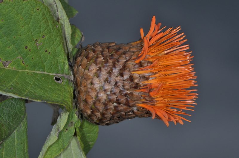 Cnicothamnus lorentzii, photographed by aacocucci