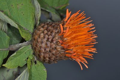 Cnicothamnus lorentzii, photographed by aacocucci