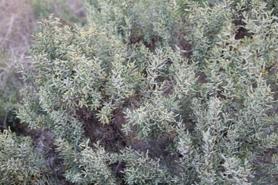 Suaeda divaricata, photographed by demianlescano