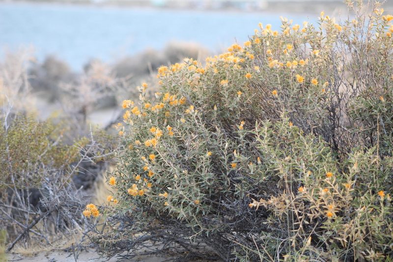 Chuquiraga avellanedae, photographed by demianlescano