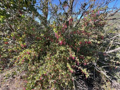 Ribes speciosum, photographed by Dee Shea Himes