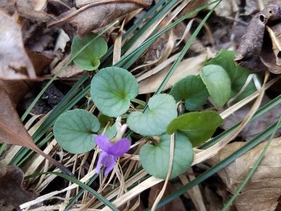 Viola walteri, photographed by Leila Dasher