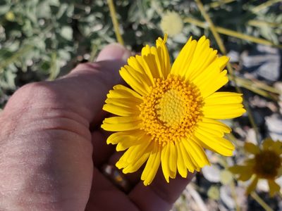 Encelia actoni, photographed by Craig Martin