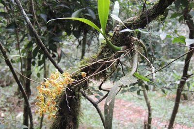 Gomesa cornigera, photographed by William G. Borges