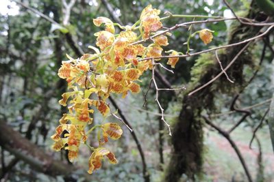Gomesa cornigera, photographed by William G. Borges
