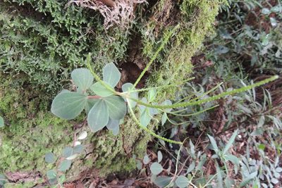 Peperomia increscens, photographed by William G. Borges