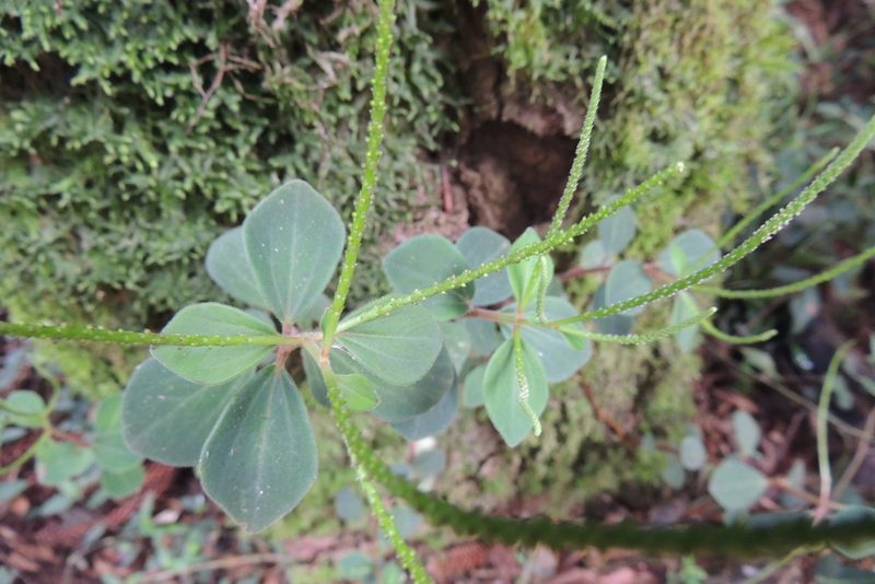 Peperomia increscens, photographed by William G. Borges