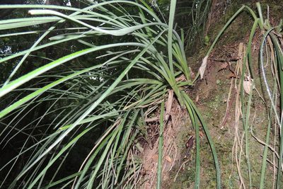 Aechmea recurvata, photographed by William G. Borges