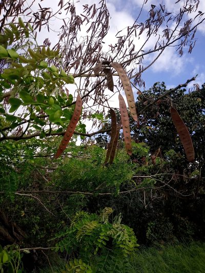Albizia procera, photographed by Abby Darrah