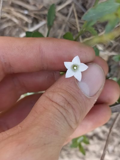 Wahlenbergia vernicosa, photographed by Oscar Dove
