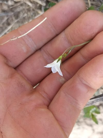 Wahlenbergia vernicosa, photographed by Oscar Dove