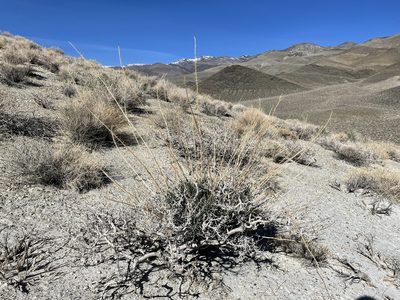 Stanleya pinnata, photographed by Matt Berger