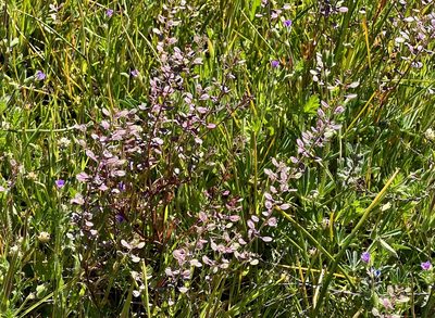 Lepidium nitidum, photographed by Chuck Wilson