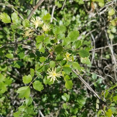 Clematis pauciflora, photographed by James C. Davis