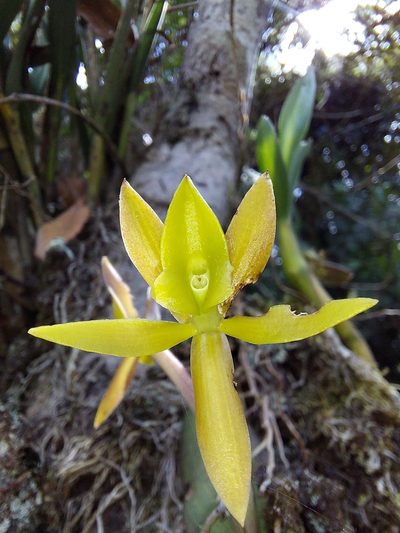 Epidendrum geminiflorum, photographed by Daniel Mesa