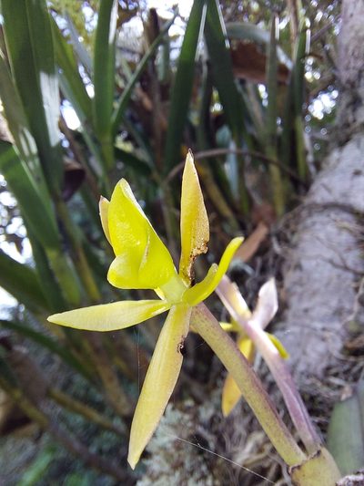 Epidendrum geminiflorum, photographed by Daniel Mesa