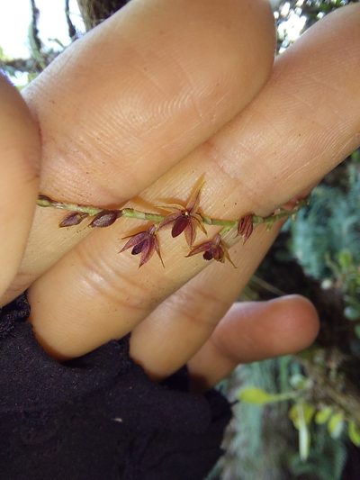 Platystele consobrina, photographed by Daniel Mesa