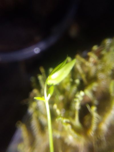 Utricularia jamesoniana, photographed by Daniel Mesa