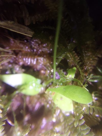 Utricularia jamesoniana, photographed by Daniel Mesa