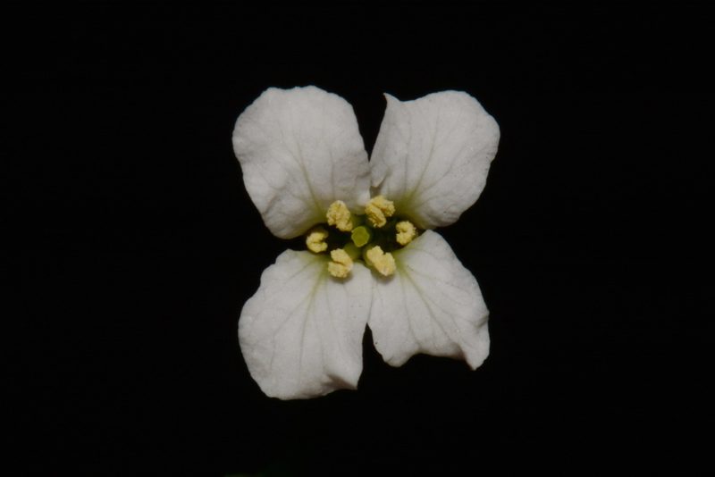 Arabis patens, photographed by Brian Finzel