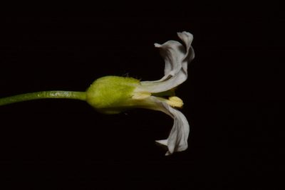 Arabis patens, photographed by Brian Finzel