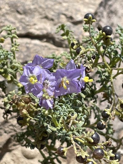 Solanum brachyantherum, photographed by Franco Capriroli
