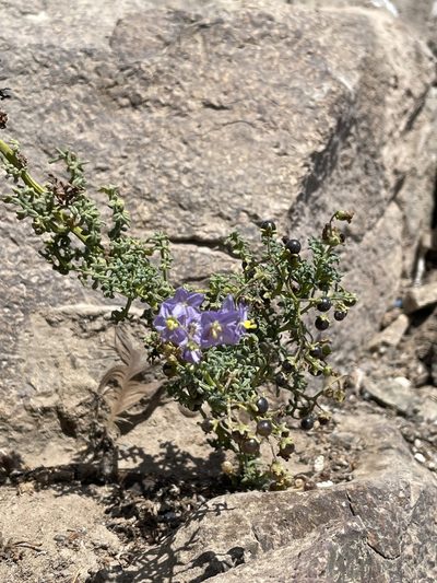 Solanum brachyantherum, photographed by Franco Capriroli