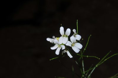Arabis patens, photographed by Brian Finzel