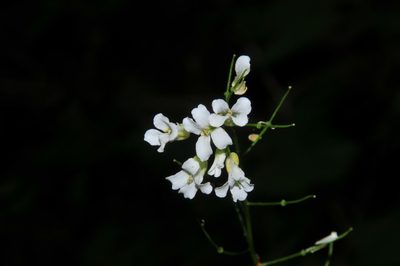 Arabis patens, photographed by Brian Finzel