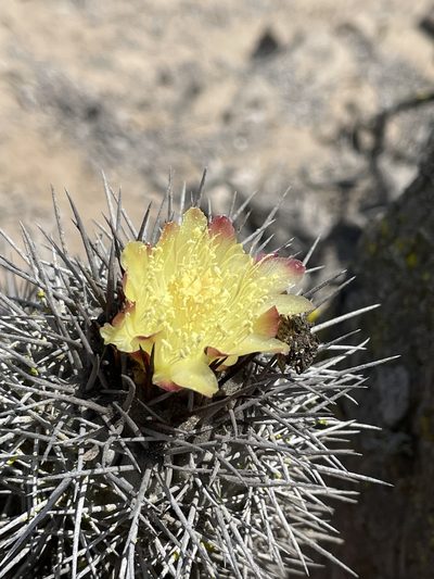 Copiapoa atacamensis, photographed by Franco Capriroli