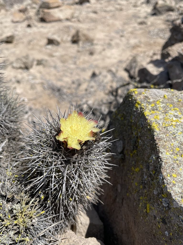 Copiapoa atacamensis, photographed by Franco Capriroli