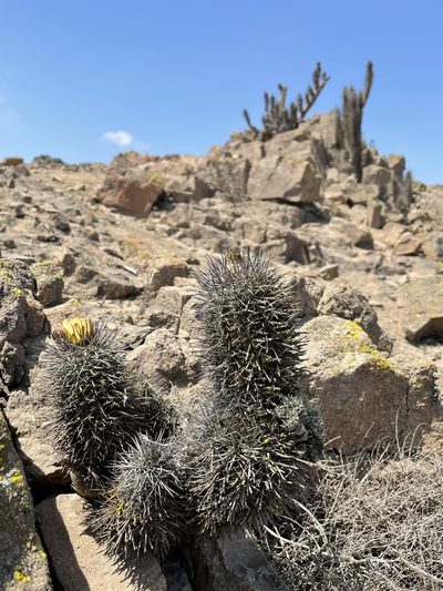 Copiapoa atacamensis, photographed by Franco Capriroli